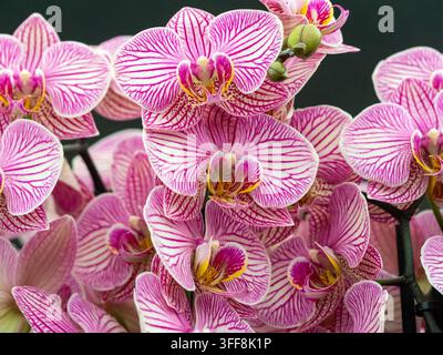 Orchidee farfalla Phalaenopsis rosa a strisce 'Jupiter' in fiore in una mostra coltivata. Foto Stock