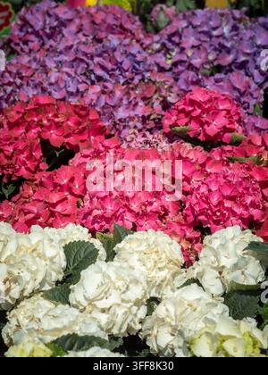 Ortensie rosa, viola e bianche, Hydrangea macrophylla, in fiore in una esposizione di giardino. Foto Stock