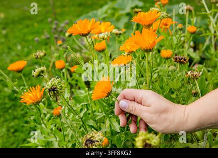 Primo piano di una mano che raccoglie fiori di calendula arancioni (Calendula officinalis) per scopi medicinali all'aperto in un orto domestico. Foto Stock