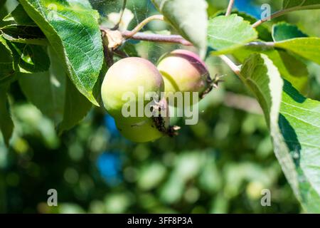 Vista orizzontale di due mele verdi immature appese a un ramo con sottili ragnatele. Ottimo per immagini di frutteti biologici, concetti di giardinaggio naturale, Foto Stock