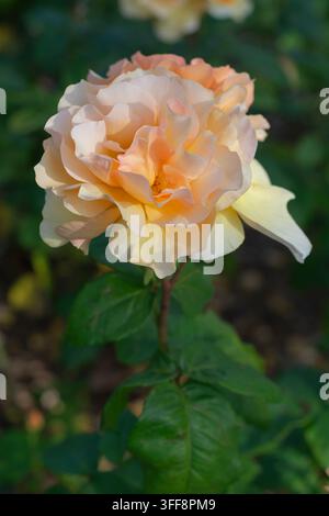 Rosa Norwich Castle, rose arancioni, rose albicocca, rose profumate, rosa floribunda, Inghilterra, estate. Foto Stock
