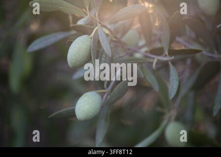 olive verdi fresche che crescono su un ramo con foglie, illuminate da una morbida luce dorata in un boschetto mediterraneo Foto Stock