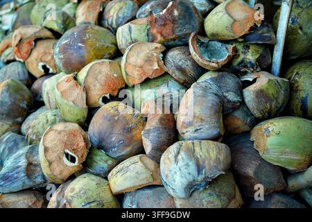 Un grande mucchio di gusci di cocco scartati e fibreux ammassati dopo l'estrazione. Foto Stock