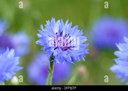 Fiordaliso. Fiordalisi Foto Stock
