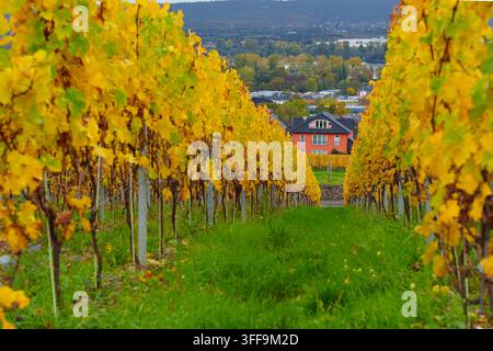 File di vite gialle vibranti incorniciano una casa di campagna colorata a Rüdesheim, in Germania, evidenziando lo splendido paesaggio autunnale del famoso Rheingau Foto Stock