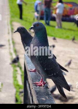 Due piccioni blu-grigi sono appollaiati su una ringhiera di metallo scuro sullo sfondo di un paesaggio di parco sfocato con erba verde. Gli uccelli hanno disti Foto Stock