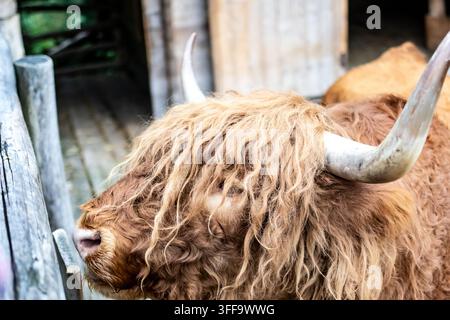 Ritratto ravvicinato di una mucca delle Highlands con lunga frangia arruffata e corna curve accanto a una recinzione rustica presso un fienile di legno, il manto strutturato e l'occhio gentile mostrano Foto Stock