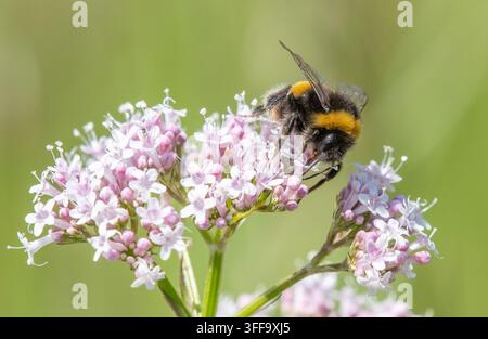 Un bombo dalla coda bianca su fiori di valeriana rossa, Arnside, Milnthorpe, Cumbria, Regno Unito Foto Stock