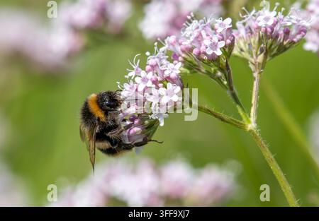 Un bombo dalla coda bianca su fiori di valeriana rossa, Arnside, Milnthorpe, Cumbria, Regno Unito Foto Stock