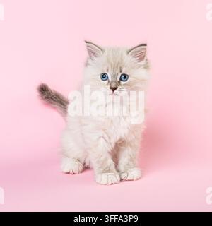 Gattino femmina Neva Masquerade siberiano seduto su uno sfondo rosa pastello, che guarda verso la fotocamera con occhi blu brillanti. Gatto soffice colorpoint in Foto Stock
