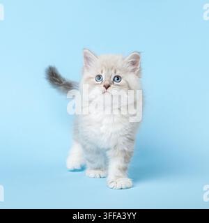 Gattino maschio Neva Masquerade siberiano con vivaci occhi blu che cammina verso la telecamera, la sua coda soffice sollevata su uno sfondo blu pastello dello studio wi Foto Stock