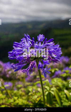 Fiore di Agapanthus africanus con petali viola vivaci e stelo verde che si erge alto, che cresce in un campo a São Miguel, Azzorre Foto Stock