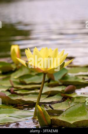 Nymphaea, una ninfea resistente di colore giallo pallido, che si erge sopra le foglie di ninfea sul lago dei giardini di Burnby Hall a Pocklington. Foto Stock