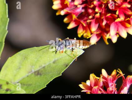 Lupo di pecora europeo, vespa da api, Bienenwolf, philanthe apivore, Philanthus triangulum, méhfarkas, Ungheria, Magyarország, Europa Foto Stock