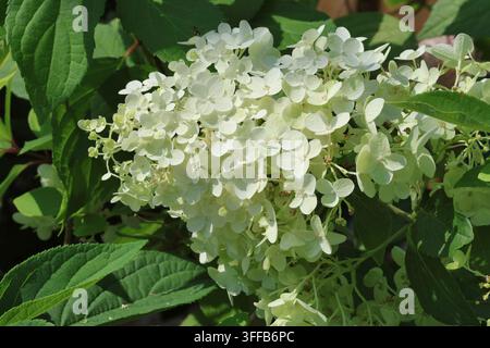 Hydrangea paniculata 'Silver Dollar'. Capolino di ortensia bianco e denso a forma conica in estate. Foto Stock