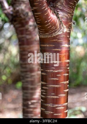 Bella corteccia testurizzata insolita sul tronco dell'albero Prunus Serrula Amber Scotts, Miniscots, un ciliegio tibetano, fotografato al giardino di Wisley, Su Foto Stock