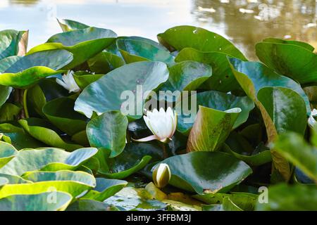 Fiori di ninfea bianca Nymphaea alba si ergono sopra le foglie di ninfea verdi su uno stagno calmo, con la luce del sole che brilla sull'acqua e sulla vegetazione circostante Foto Stock