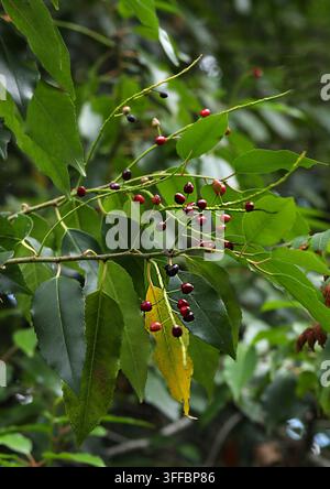 Lauro portoghese Ciliegia, Lauro portoghese o Lauro portoghese, Rosaceae. Penisola iberica, Europa e Marocco, Nord Africa. Foto Stock