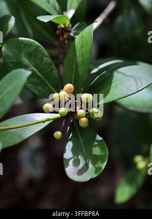 Skimmia giapponese, Skimmia japonica, Rutacee. Giappone, Taiwan, Cina, Vietnam, Filippine e l'Estremo Oriente russo. Skimmia japonica (comunemente nota come Foto Stock