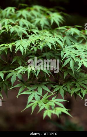 Acero giapponese, Acero palmati o Acero giapponese liscio, Acer palmatum "Katsura", Sapindacee. Corea, Giappone, Cina, Mongolia e Russia. Foto Stock