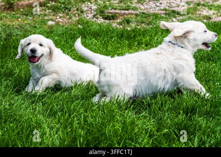 Cuccioli di Golden Retriever Platinum di sette settimane che giocano nell'erba Foto Stock
