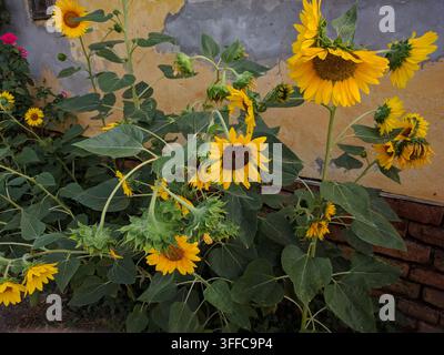 Vista orizzontale di un cespuglio di girasoli gialli a ramificazione densa, in fiore con più teste davanti a un muro ocra rustico. Foto Stock