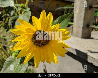 Prima vista ravvicinata di una singola testa di girasole gialla in fiore davanti a un pilastro di recinzione in cemento rustico e un vecchio muro ocra. Foto Stock