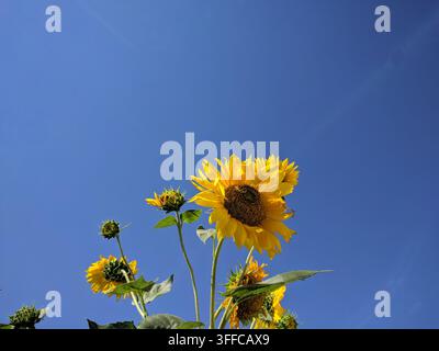 Vista ad angolo basso di alti girasoli gialli ramificati che fioriscono con più teste e gemme verdi sotto un cielo blu terso. Foto Stock