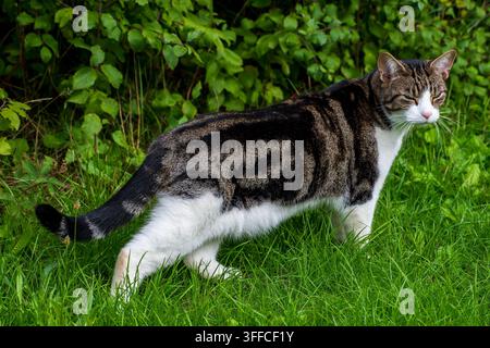 Un gatto domestico tigrato che cammina nell'erba di un giardino Foto Stock