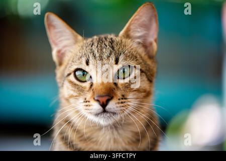 Ritratto di gatto tabby striato con occhi verdi in primo piano Foto Stock