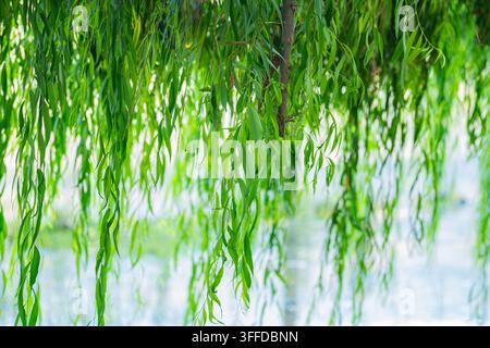 Freschi rami di salice verde che pendono sopra l'acqua calma, creando uno sfondo naturale tranquillo con luce soffusa e una vegetazione rigogliosa Foto Stock