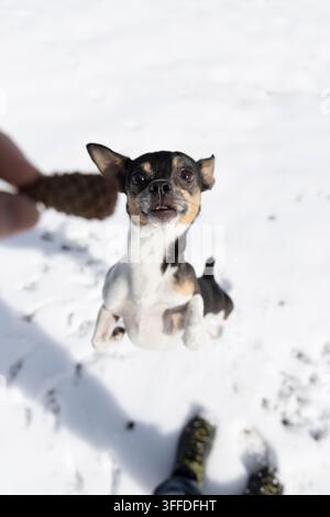 Un piccolo Chihuahua tricolore si alza sulle zampe posteriori nella neve, guardando con impazienza una pigna tenuta dal suo proprietario. Gli occhi espressivi e spalancati del cane a Foto Stock