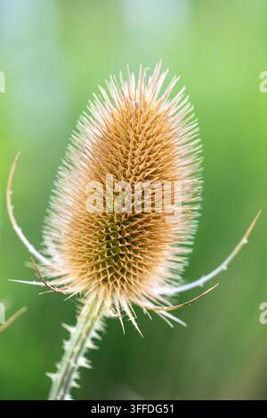 Prima avvicinamento della testa di seme di cardo dorato che rivela spine intricate contro un bokeh verde fresco Foto Stock