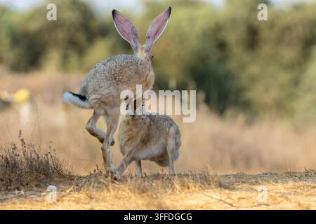 Due lepri del Capo interagiscono in un prato secco nel deserto del Negev, Israele, fotografate ad agosto. Foto Stock