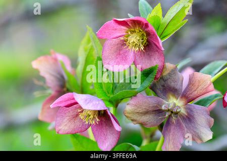 bella radura Hellebore primo piano Foto Stock