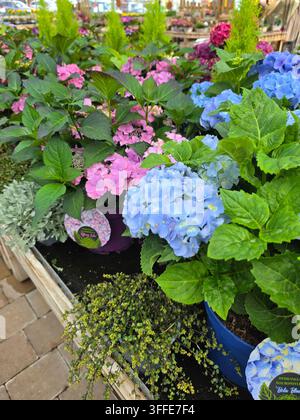 Vivida esposizione di cespugli di hydrangea macrophylla blu e rosa in fiore in vasi su un patio di pietra in un vivaio Foto Stock