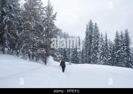 Una persona cammina lungo un sentiero coperto di neve attraverso una fitta foresta di pini invernale sotto un cielo nuvoloso. Questa immagine commerciale dello stile di vita è perfetta per l'inverno Foto Stock