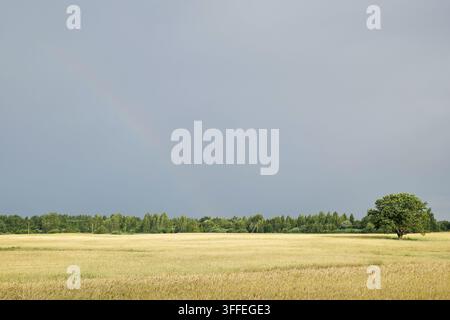 Campo dorato si estende ampio sotto cieli nuvolosi. Un arcobaleno si inarca dolcemente sopra il bordo dell'orizzonte. Un albero solitario si erge audace contro la linea degli alberi lontana. Mu Foto Stock