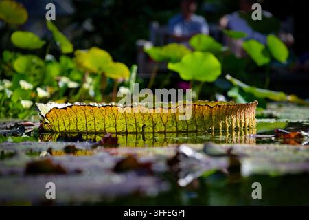 Un primo piano dettagliato del bordo ribaltato di una foglia di ninfea gigante Victoria che galleggia su uno stagno illuminato dal sole in un giardino botanico Foto Stock