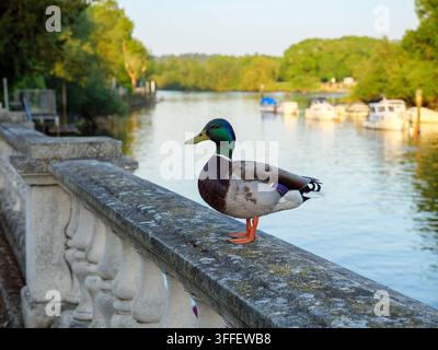 Anatra maschio con testa verde su un muro accanto al Tamigi a Twickenham, Richmond, Londra, Regno Unito Foto Stock
