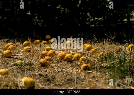 Frutti di Citrus aurantium sparsi sull'erba secca sotto un albero. Concetto di raccolto, agricoltura, stagionalità, spreco e abbondanza naturale e perdita Foto Stock
