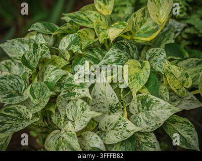 Foglie variegate di una Pothos dorata Regina di marmo (Epipremnum aureum 'Regina di marmo') che cresce nel Kerala. Foto Stock