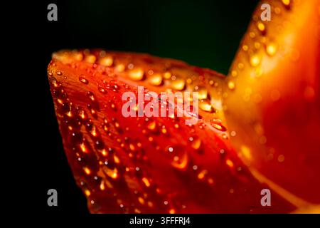Rosa rossa rugiadosa - Bellezza in primo piano  Una fotografia macro mozzafiato che mostra un petalo di rosa rosso vivace ricoperto di gocce di rugiada scintillanti. Lo sfondo scuro Foto Stock