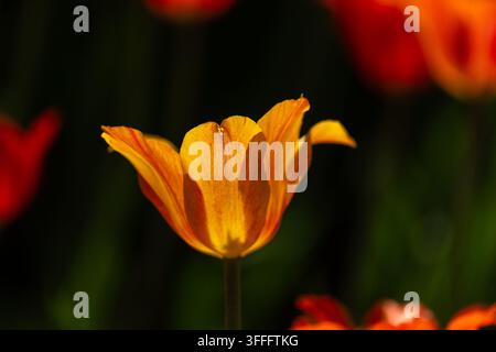 Fiore di tulipano - Fotografia in primo piano  Un primo piano di un vibrante fiore di tulipano arancione con petali delicati, su uno sfondo scuro. La l Foto Stock