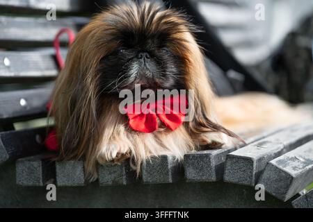 Scatto esterno dettagliato che cattura il comportamento degli animali domestici, i dettagli dell'infrastruttura del parco e le vibranti texture di tessuto rosso di un papillon e un guinzaglio. Pace w Foto Stock
