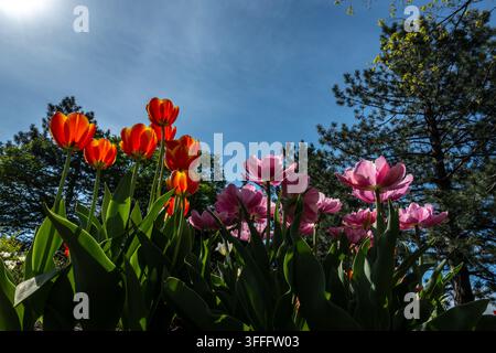 Tulipi in fiore - Una perfetta giornata di primavera  Una fotografia in basso angolo mozzafiato che mostra un grande gruppo di tulipani dai colori vivaci in piena fioritura contro un br Foto Stock