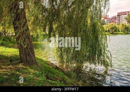 Rami di salice piangente che pendono sulla superficie dell'acqua del lago del parco cittadino sullo sfondo di una riva verde Foto Stock