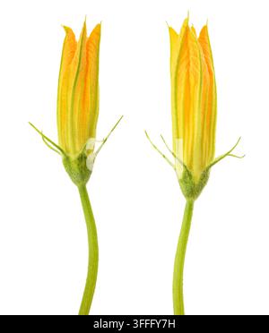 Squash blossom isolati su sfondo bianco Foto Stock