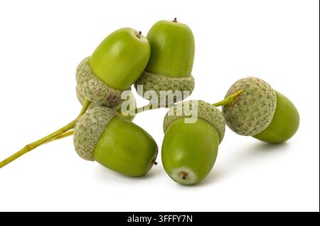 Rovere comune ( Quercus robur) ghiande isolate su sfondo bianco Foto Stock
