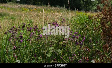 Cardo strisciante Cirsium arvense in fiore su un margine di prato selvatico alla fine dell'estate — Concetto: Habitat per impollinatori selvatici e rinaturalizzazione, erbaccia agricola Foto Stock